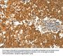 PTPRE Antibody