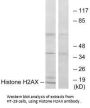 Histone H2AX Antibody