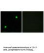 Histone H2AX Antibody