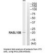 RASL10B Antibody