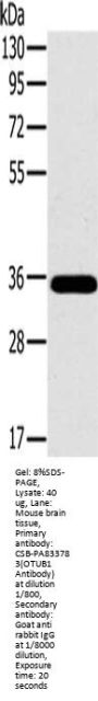 OTUB1 Antibody