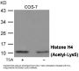 Acetyl-Histone H4 (Lys5) Antibody