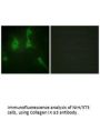 COL9A3 Antibody