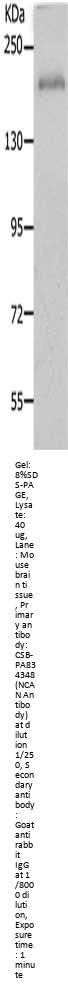 NCAN Antibody