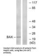 BAX (Ab-167) Antibody