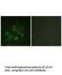 BAX (Ab-167) Antibody