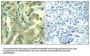 PLCG2 (Ab-1217) Antibody