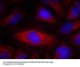 PLCG2 (Ab-1217) Antibody