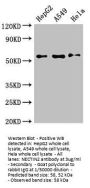 NECTIN2 Antibody