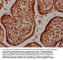 HTRA1 Antibody