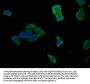 HTRA1 Antibody