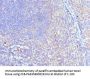 CUL5 Antibody