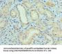 CUL5 Antibody