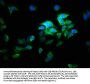 ATP6V1E2 Antibody