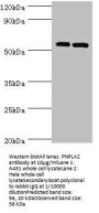 PNPLA2 Antibody