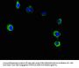 PNPLA2 Antibody