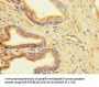 CLUAP1 Antibody