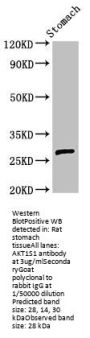 AKT1S1 Antibody