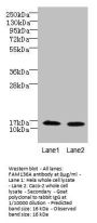 FAM136A Antibody