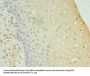 FAM136A Antibody