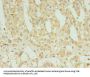FAM136A Antibody