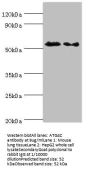 ATG4C Antibody