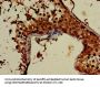 ATG4C Antibody