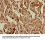 ATG4C Antibody