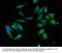 ATG4C Antibody