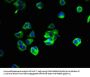 YIPF6 Antibody