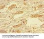 YIPF6 Antibody