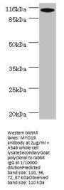 MYO19 Antibody
