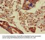 PRR11 Antibody