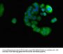 PRR11 Antibody