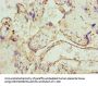 UBXN10 Antibody