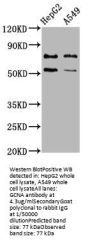 GCNA Antibody