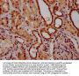 GCNA Antibody