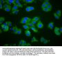 CTAGE1 Antibody