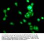 TRIB1 Antibody