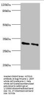 KCTD15 Antibody