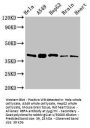 RBFA Antibody