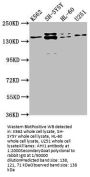 AHI1 Antibody