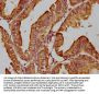 AHI1 Antibody