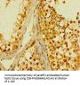 PLD6 Antibody