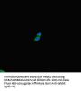 PLD6 Antibody