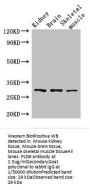 PLD6 Antibody