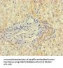 RIBC1 Antibody