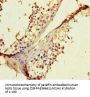 RIBC1 Antibody
