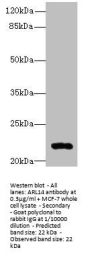 ARL14 Antibody