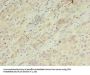ARL14 Antibody